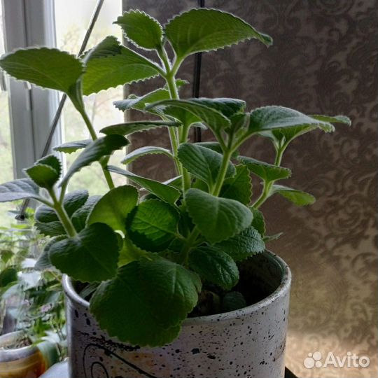 Мята домашняя