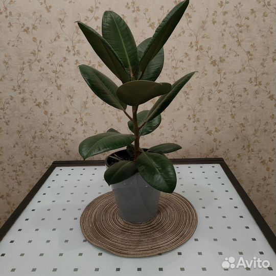 Фикус с горшком