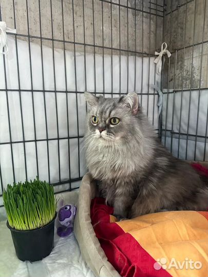 Персидская кошка ищет дом