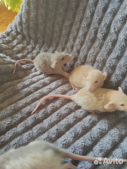 Крыса дамбо