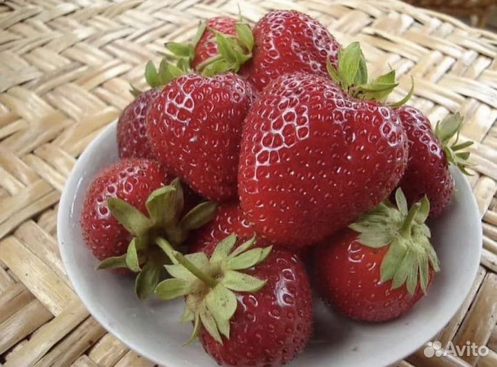 Клубника садовая рассада