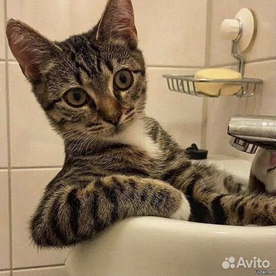 Сантехник, мелкие услуги для вашей сантехники