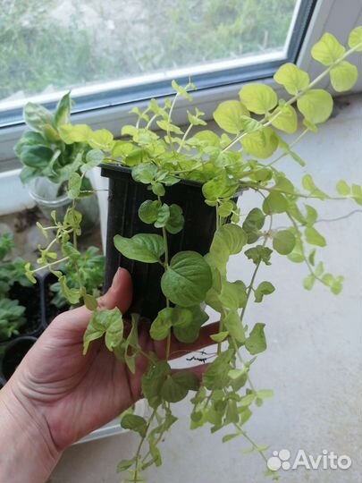 Вербейник монетчатый