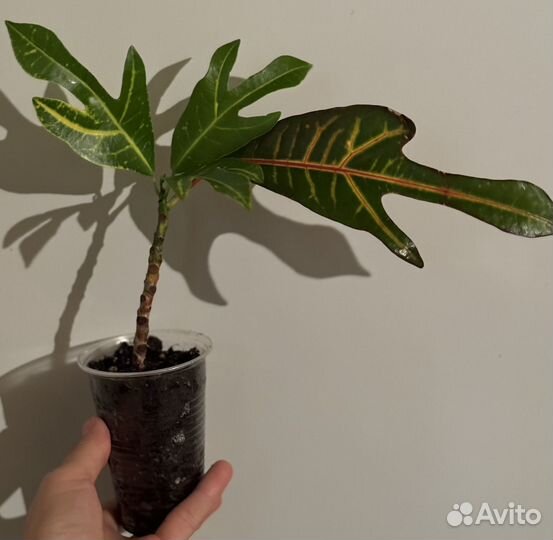 Кротон эксетер