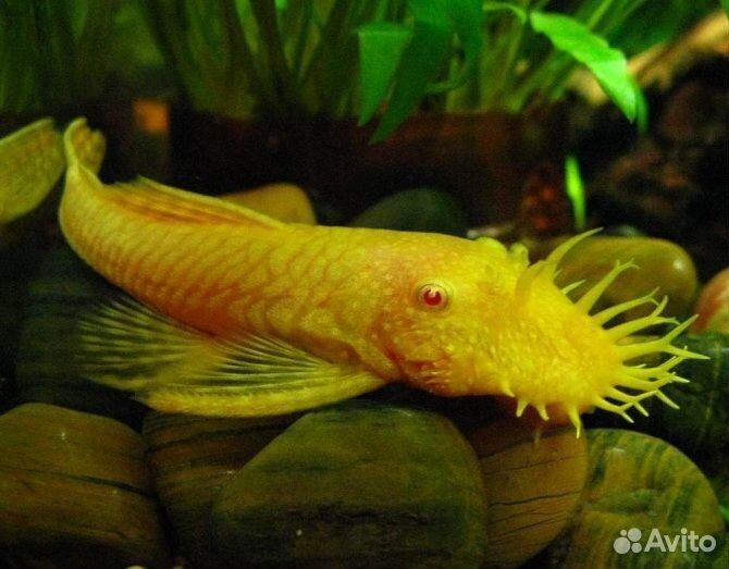 Анциструс – сомик прилипала самец