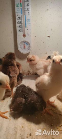 Цыплята суточные несушки