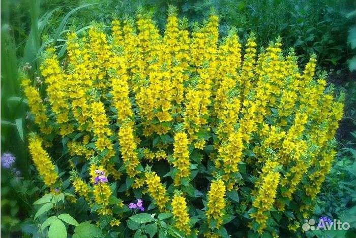 Вербейники