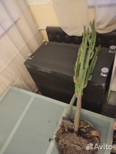 Растения пальма и кактус