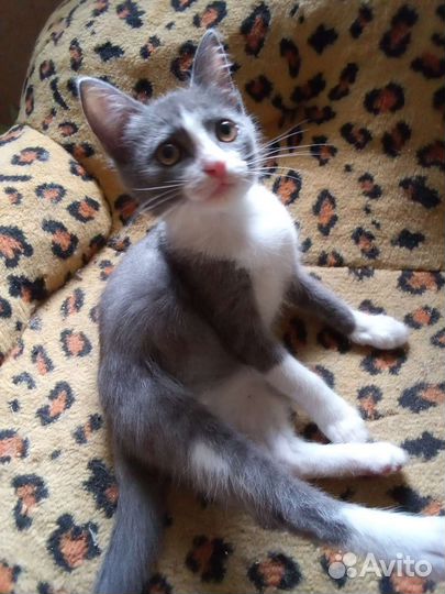 Котятки в добрые руки