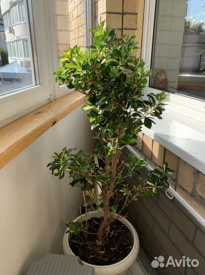 Бересклет японский