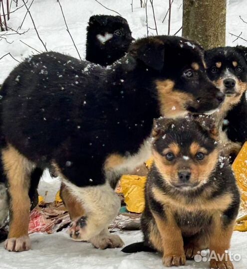 Щенки