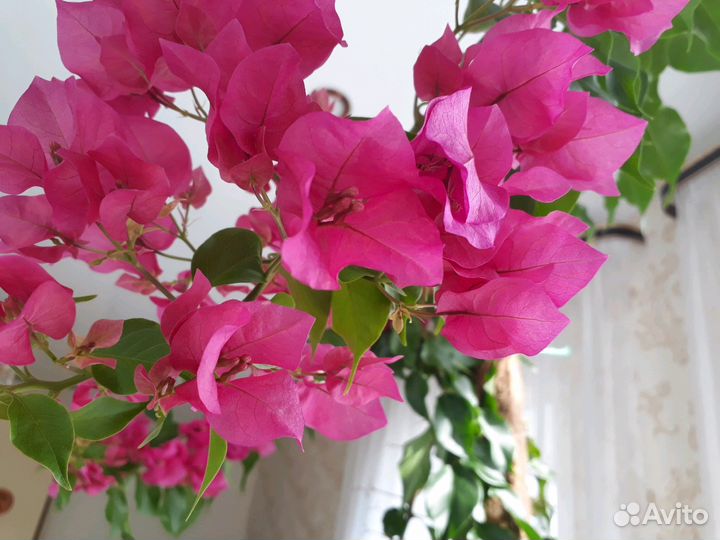 Бугенвиллия