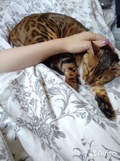 Бенгальский кот