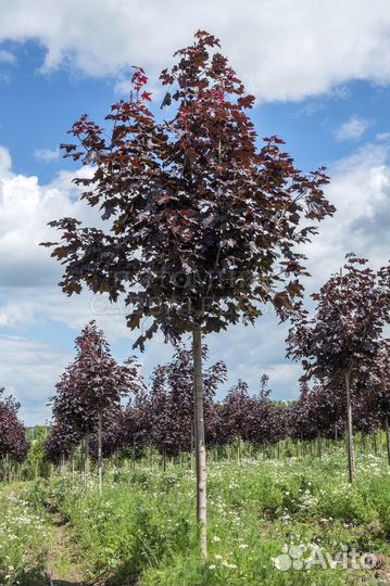 Клен красный пышный