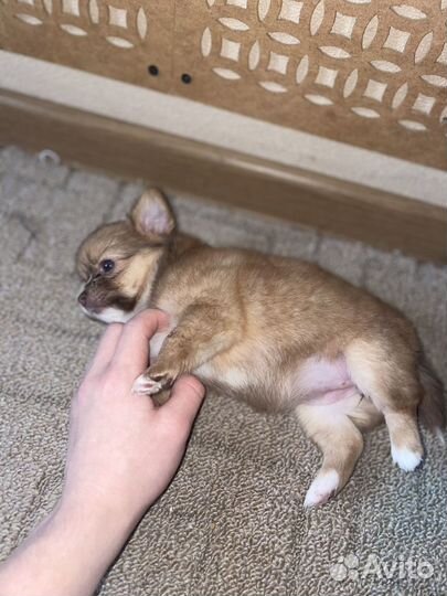 Щенки чихуахуа