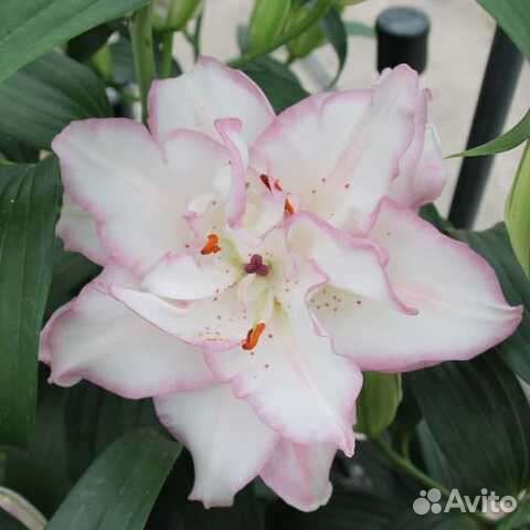 Лилии луковицы оптом