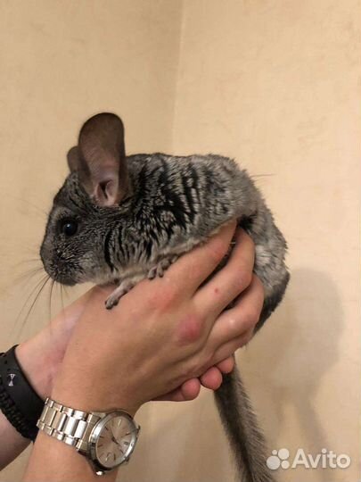 Шиншилла шиншилки