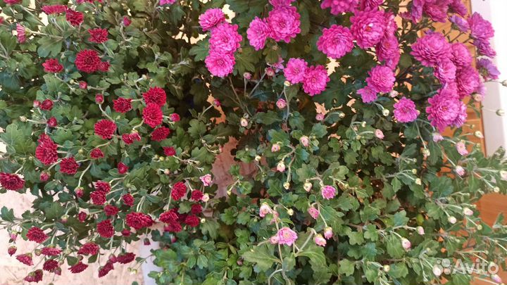 Хризантемы мультифлора