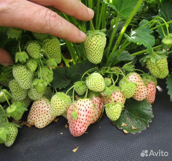 Саженцы Экзотических сортов клубники доставка