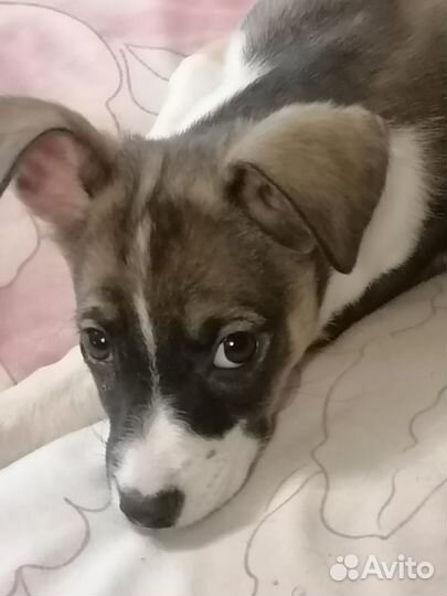 Щенок мальчик в самые добрые руки