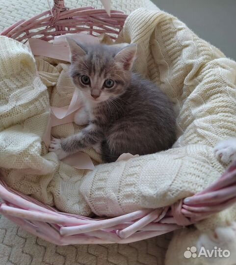 Кошка в дар бесплатно