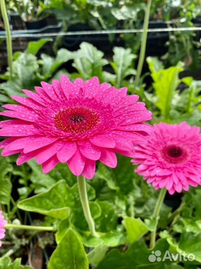 Продажа теплиц (цветы)