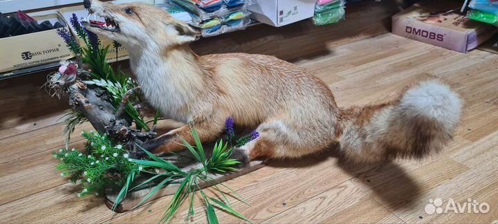 Чучело лисы натуральная