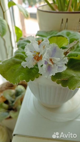 Фиалка черенки с корнями