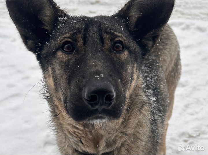 Помогите брошенному малышу