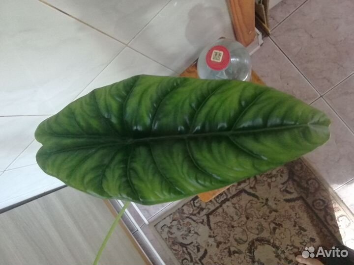 Алоказия Пунчак и Полли взрослые растения