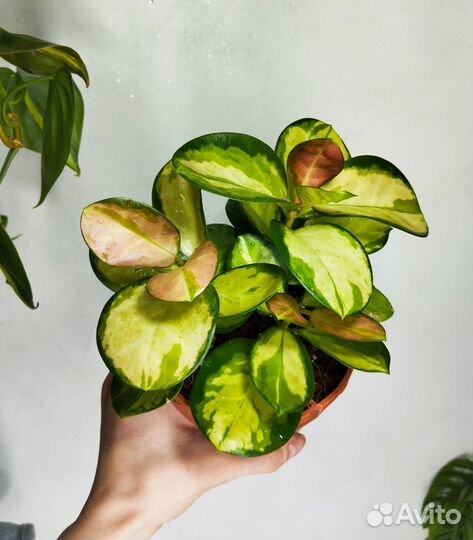 Хойя блек ливз,кримсон квин,вайетти,сансевьерия