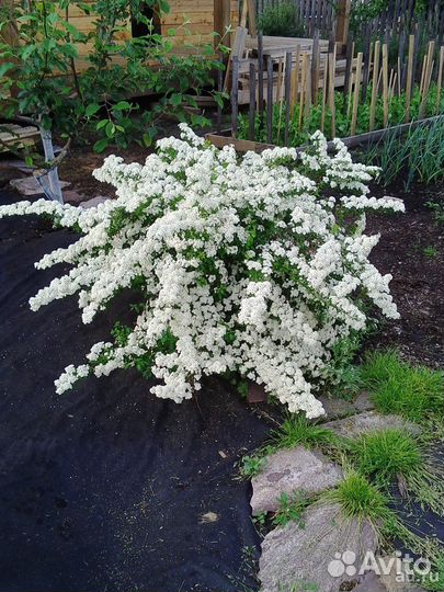 Декоративные кустарники