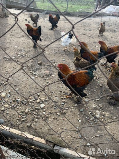 Молодые петухи брама