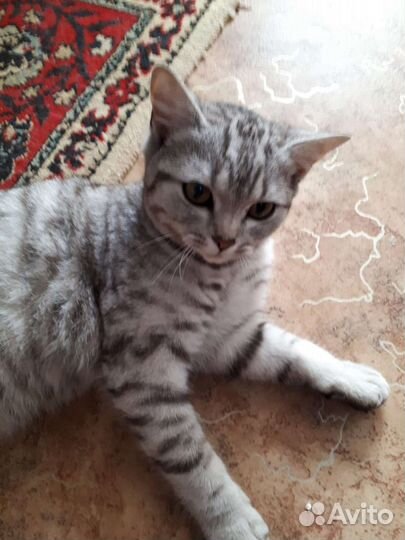 Шотландские прямоухие котята