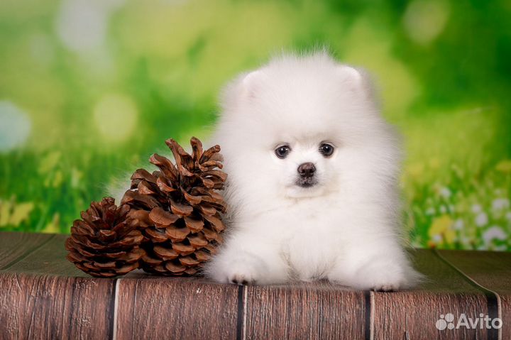 Белый померанский шпиц