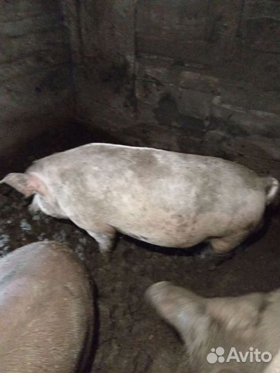 Продам хряка