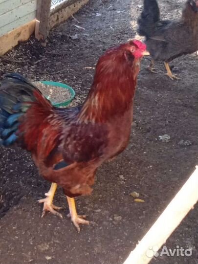 Петух Орловской породы