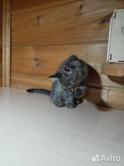 Отдаю котенка в добрые руки