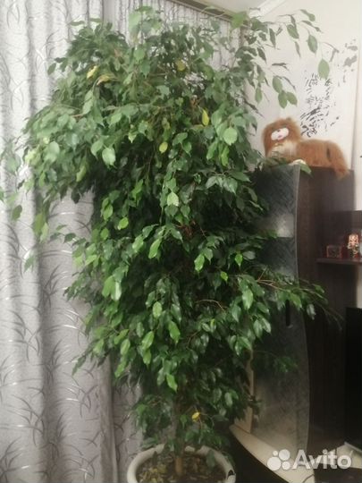 Фикус бенджамина