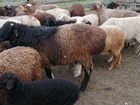 Овцы бараны объявление продам
