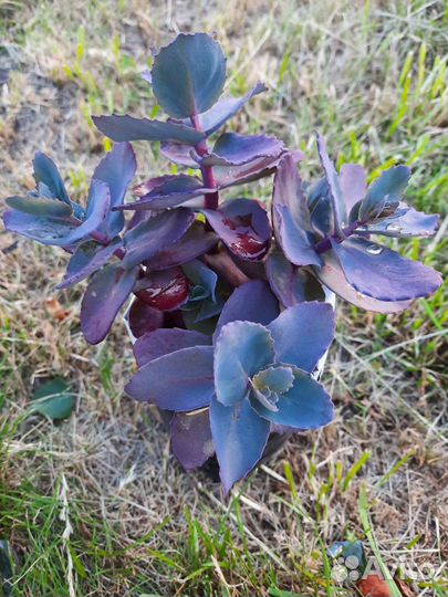 Очиток / седум