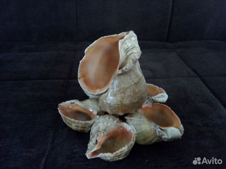 Ракушки рапаны