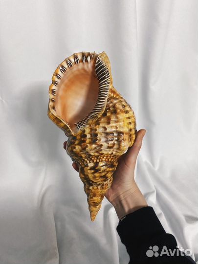 Морская раковина Харония Тритонис 26 см + коралл