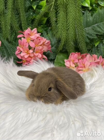 МиниЛоп редкого окраса