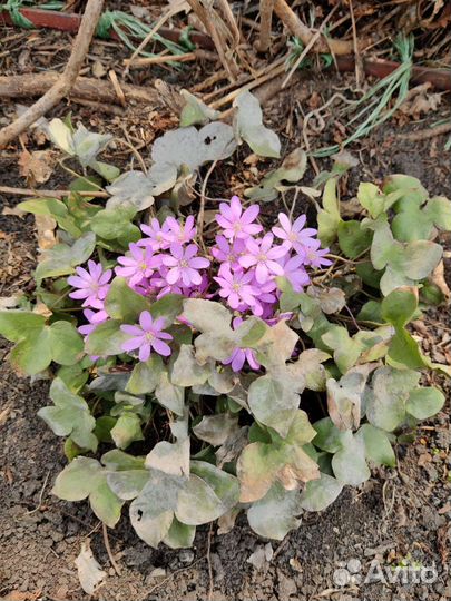 Печеночница и др.растения для сада