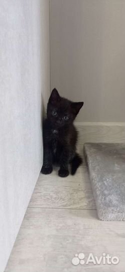 Отдам котят