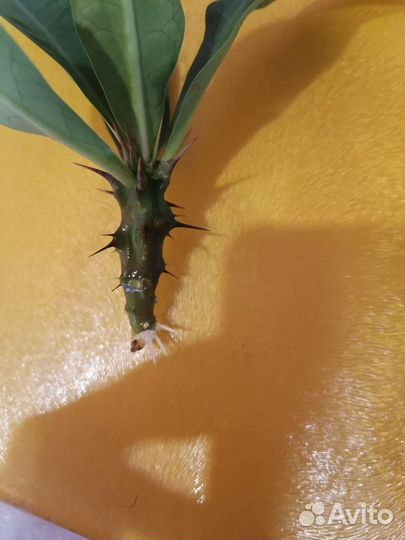 Молочай миля