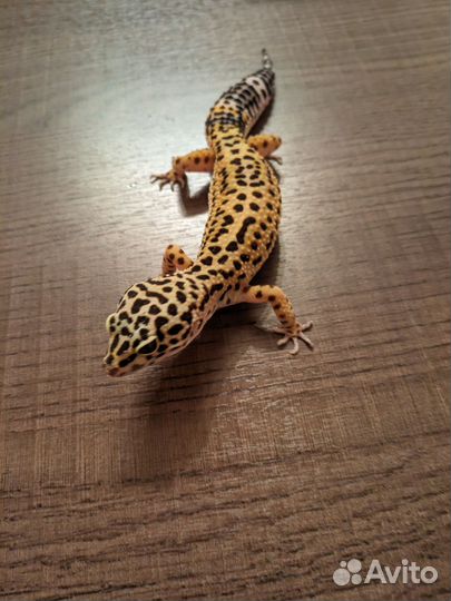 Пятнистый эублефар Normal (от Black Night cross)