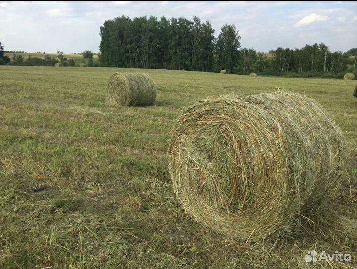 Сено вкусное