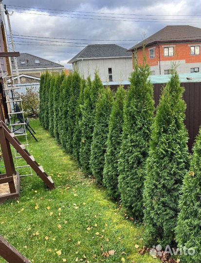 Туя Смарагд из питомника с доставкой